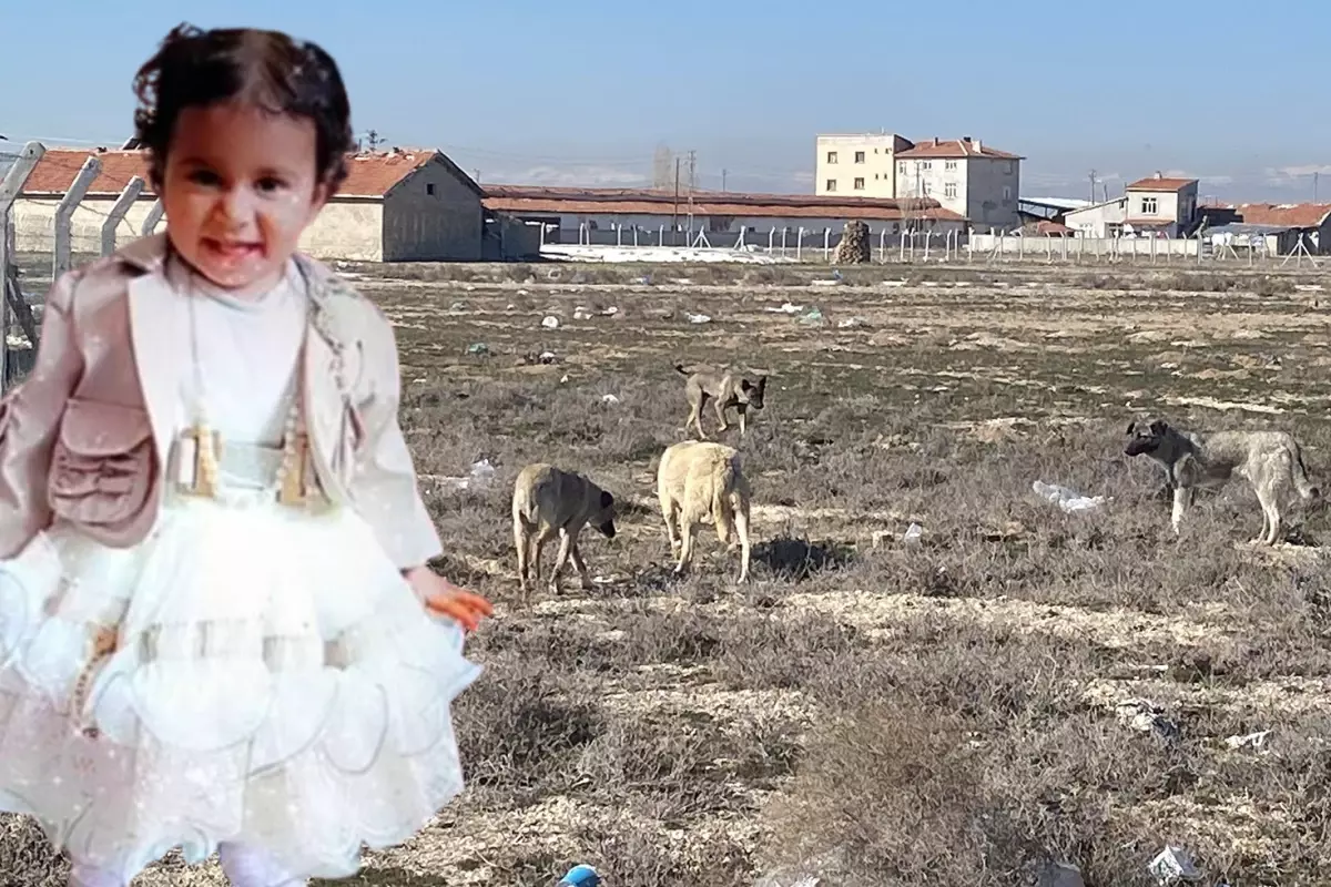 Rana’nın başıboş köpek saldırında ölmesine ilişkin 2 müfettiş Konya’da